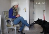 German Shepherd Puppy Is Excellent Household Help