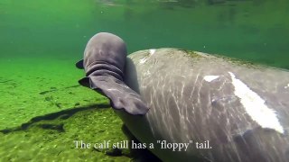 The First Few Weeks in the Life of a Manatee Calf