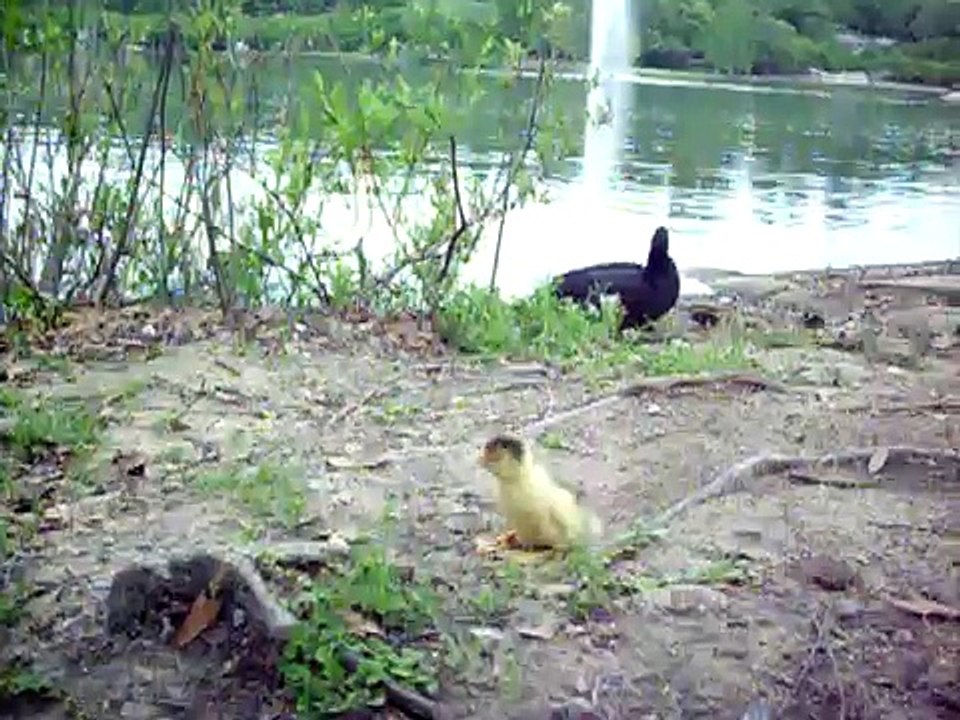 Are you my mommy?