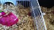 Mommy Hamster Steals Baby Hamster from Another's Litter