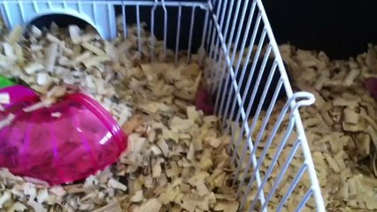 Mommy Hamster Steals Baby Hamster from Another's Litter