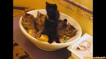 Funny Cats - Funny Cat Videos - Funny Animals - Cats Playing in Sinks Compilation 2015