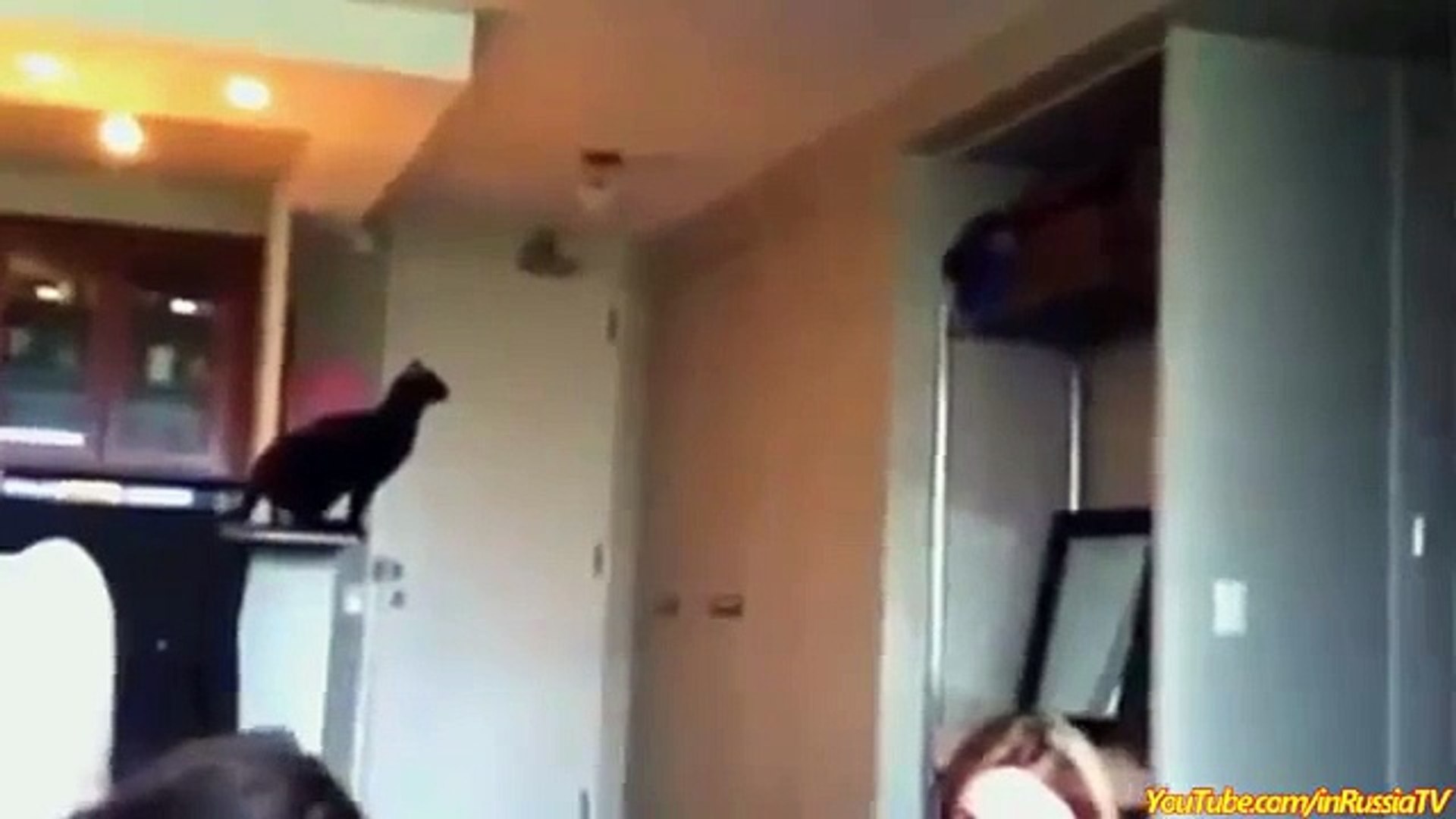 Funny Cats - Funny Cat Videos - Funny Animals - Cats Funny Jump Compilation 2015