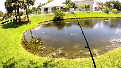 Fishing 9.1.15 peacock bass/tilapia