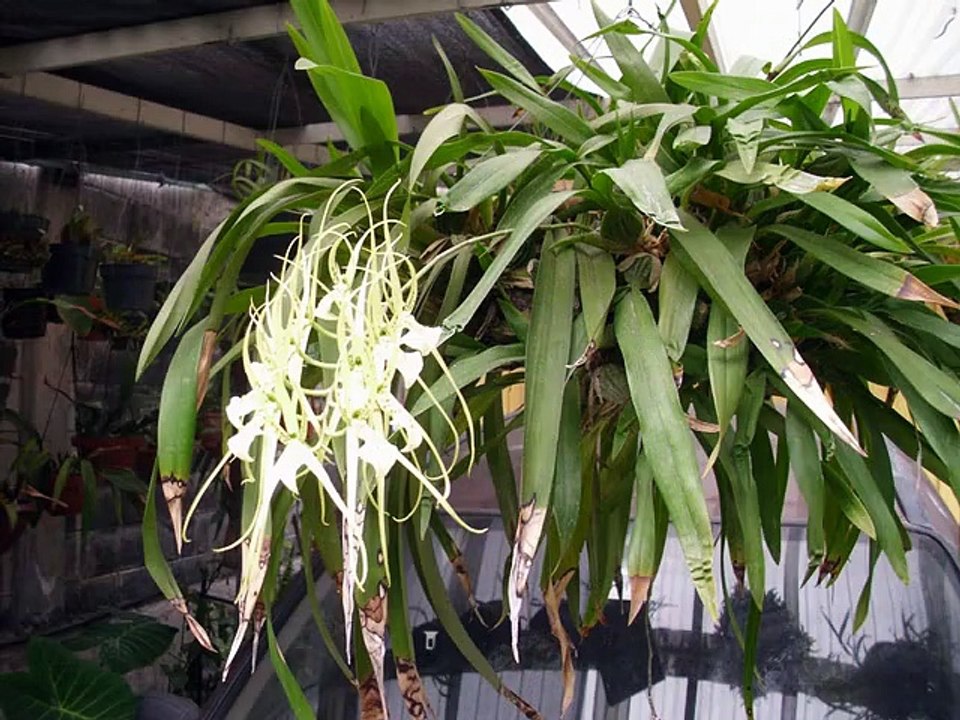 Brassia verrucosa  MAVIPOL