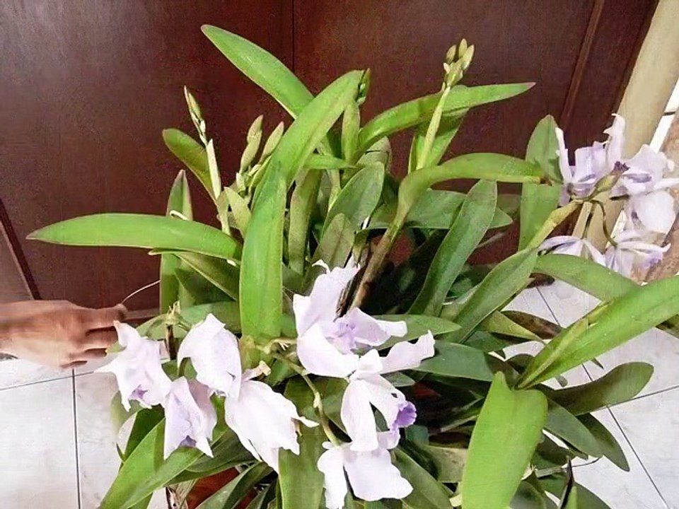 Cattleya Portia coerulea  MAVIPOL