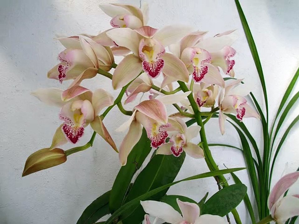Cymbidium  MAVIPOL