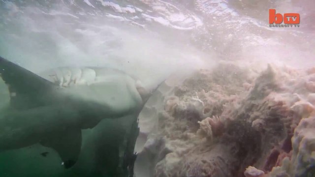 Des plongeurs filment plusieurs requins alors qu'ils dévorent une carcasse de baleine