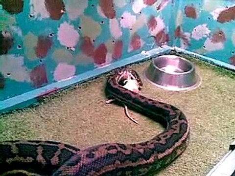 Australian Coastal Python eating a rat.