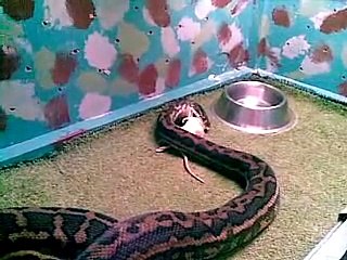 Australian Coastal Python eating a rat.