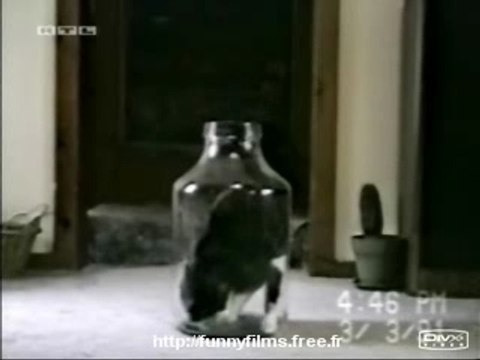 Quand un chat est motivé...