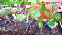 Cultivo de frutillas fresas orgánicas  Reproducción por estolones 3/3  febrero 2015
