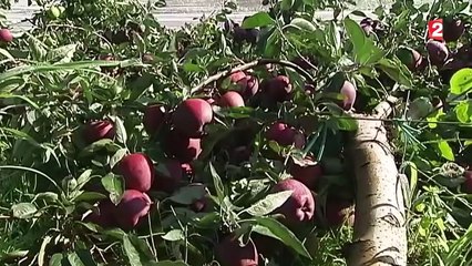 Tarn-et-Garonne : la production de fruits mise à mal par les orages