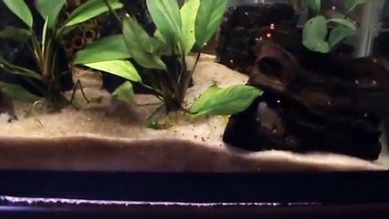 Camarões se alimentando no aquário plantado (sump)