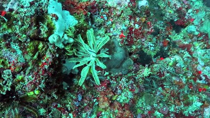 Bali Trip With Simply Scuba 270815