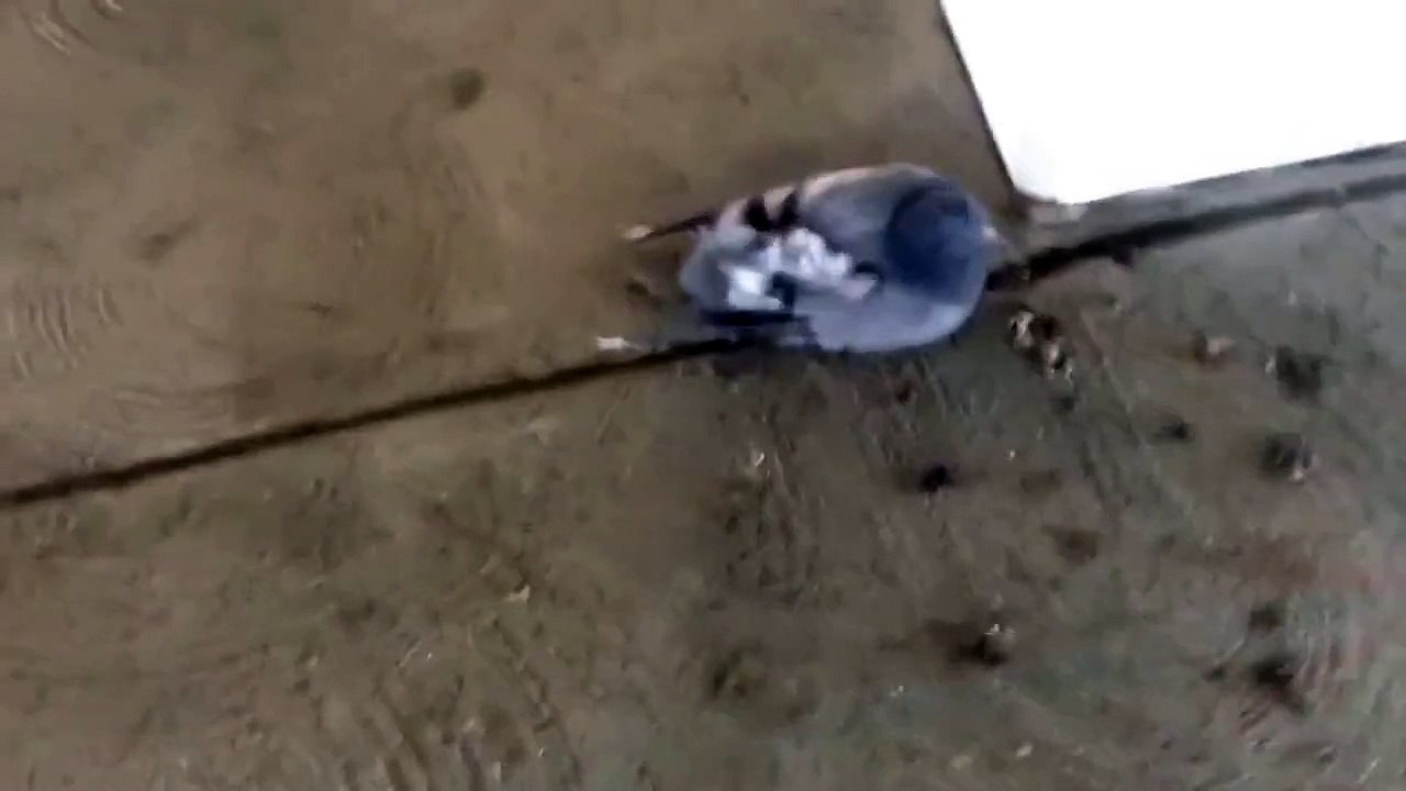 Found a injured bird at ARC today... Called animal rescue... Good luck. Its mate is watching over