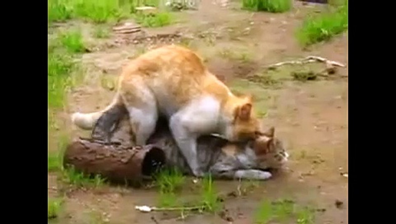 Animals mate Gatos Culeadores   Cat cute Animal funny