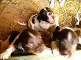 Cute Springer Spaniel Puppies