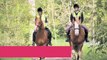 The British Horse Society- Fulfilling Your Passion For Horses