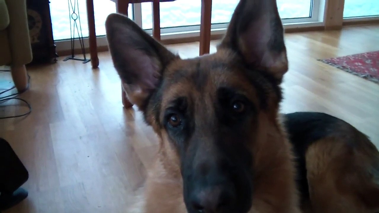 9 Months old German shepherd