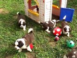 Saint Bernard Dog puppies from St Pierre kennel - Hungary