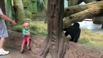 Young gorilla and child play peek-a-boo at the Columbus Zoo