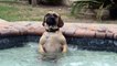 Ce chien adore le jet deau de la piscine