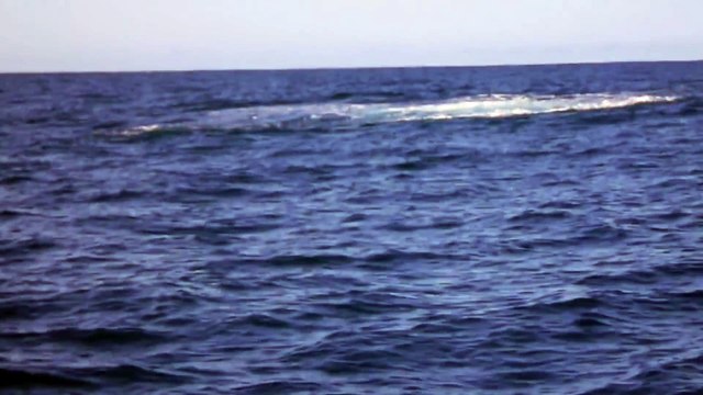 Une baleine à bosse au large du bassin d'Arcachon