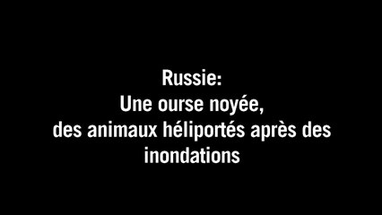 Russie: les animaux d'un zoo piégés par les inondations