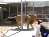 Crazy man enters in the cage with lion