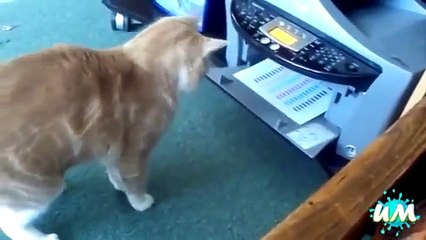 طرائف جميلة مع القطط