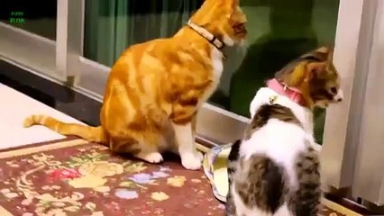 DÜNYANIN EN GÜZEL 10 KEDİSİ HD