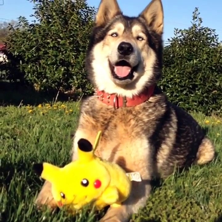 Cute Vines for ANIMALS - March 31, 2015 Tuesday