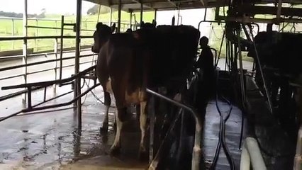 Milking the cows