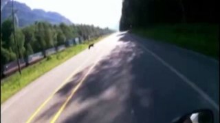 Motorcyclist Hits Bear: Helmet Cam Captures Highway Collision