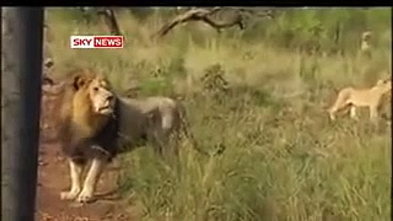 This is shocking! The most amazing thing you'll ever watch!.
