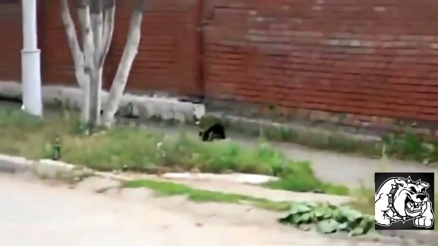 Кошки против Собаки Кто Кого Видео Приколы с Животными