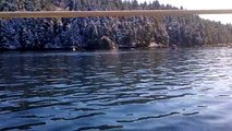 Orcas Hunting Pacific white sided Dolphins in Nanaimo BC