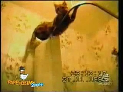 Прикольные коты