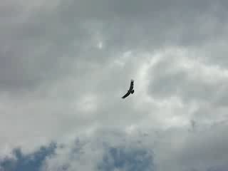 Vol de Condor