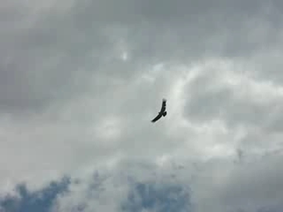 Vol de Condor
