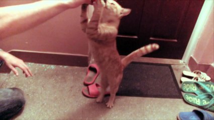 Nocne Przygody Rudego Kota: Zabawa z Piłką - Baw się z nami