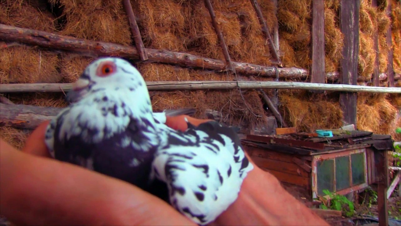 Poznajemy Zwierzęta- Gołebie- Hodowla- Baw się z nami