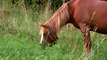Zwierzęta Na Farmie: Mały Koń i Jego Mama / Horse Mom And Her Baby- Baw się z nami