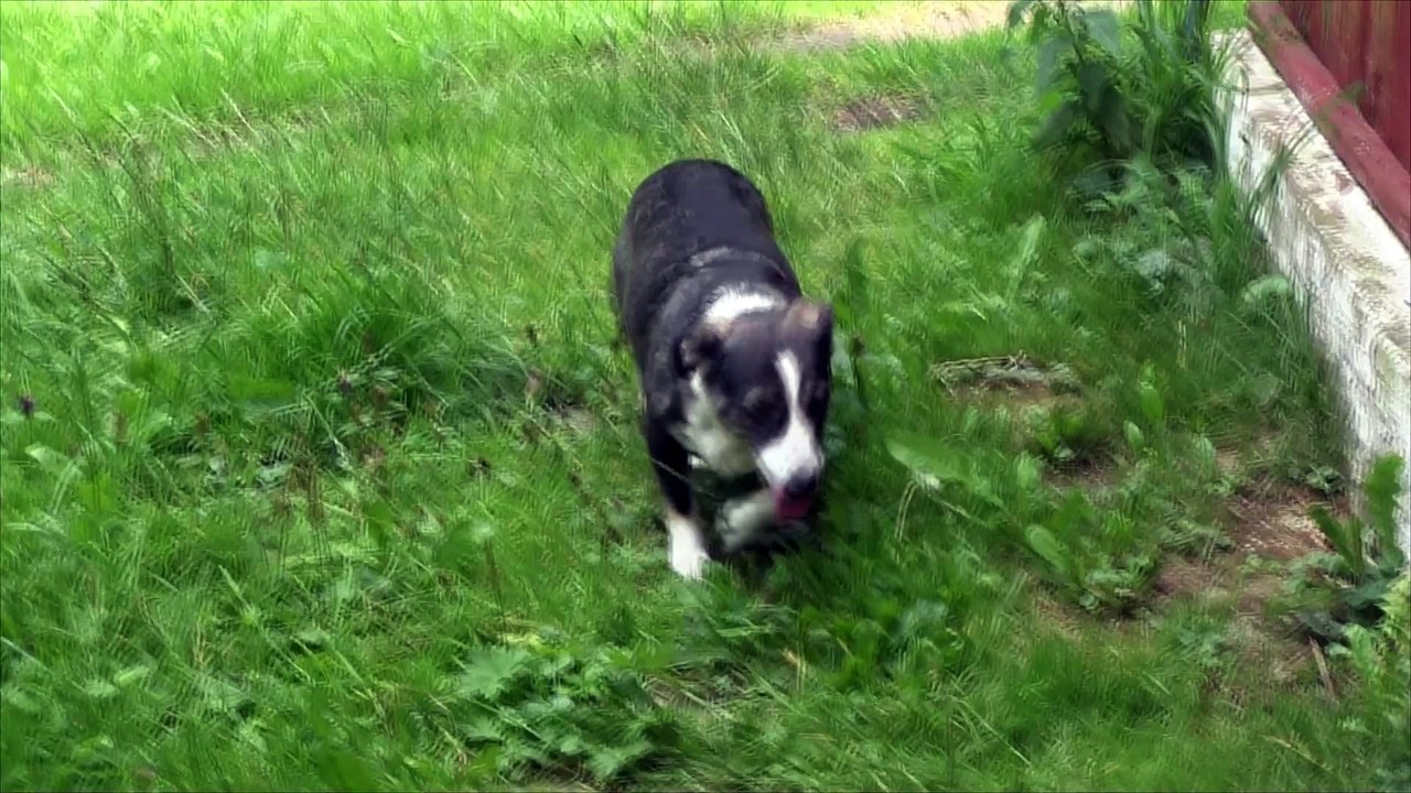 Śmieszne i Wesołe Zwierzęta- Pies Najlepszy Przyjaciel Człowieka- Baw się z nami