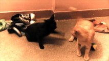 Śmieszna Walka Kotów / Funny Cat Fight- Baw się z nami