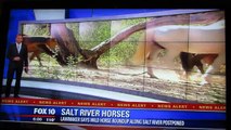 Fox10 Salt River Horses Update  8-5-15