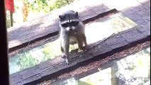 Mama Raccoon Teaches Baby To Climb A Tree