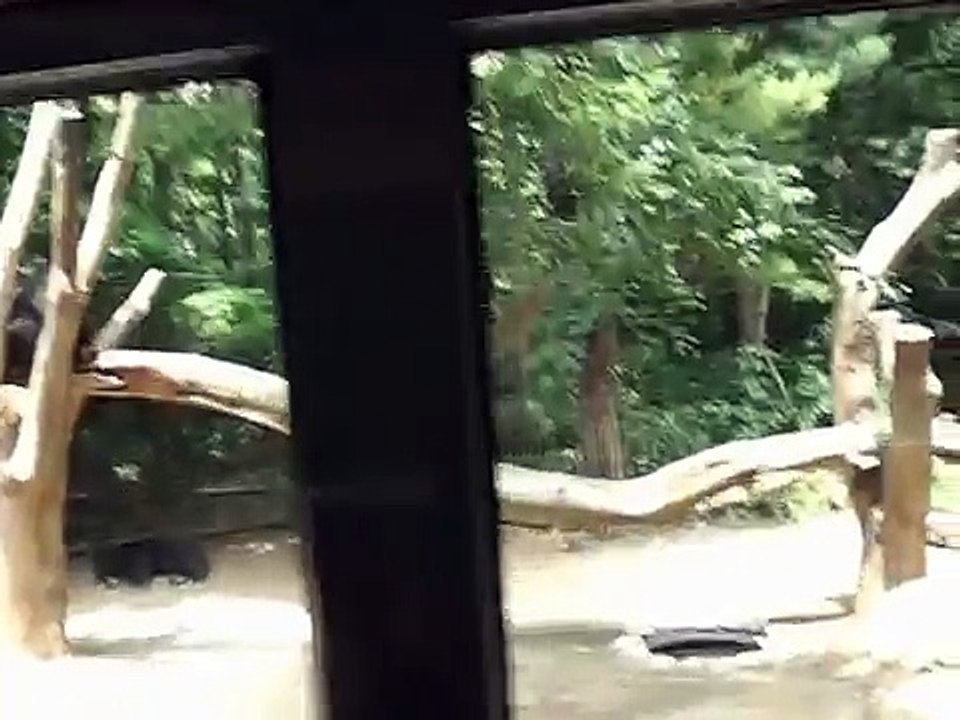 Dancing Asian Black Bear and Grizzlies