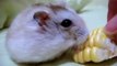 Teddy the Pudding dwarf hamster eating delicious corn